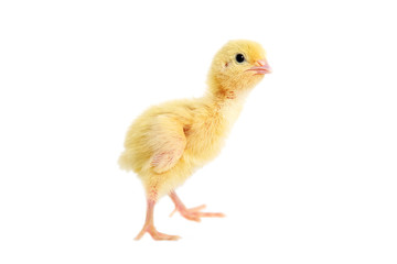 Quail chick