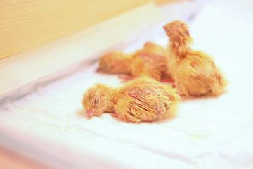 Quail chicks