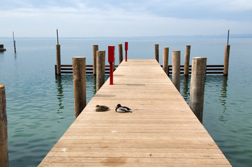 Fototapeta premium Zwei Enten auf dem Laufsteg