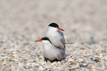 Flußseeschwalbe, Common tern, Sterna hirundo