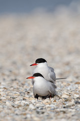 Flußseeschwalbe, Common tern, Sterna hirundo