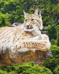 Big lynx against the wood