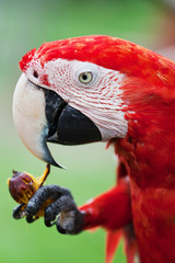 big red parrot of the macaw eats fruit