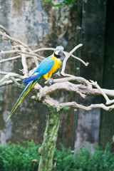 Fototapeta premium Big dark blue and yellow parrot of the macaw