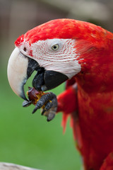 big red parrot of the macaw eats fruit