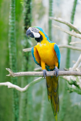 Big dark blue and yellow parrot of the macaw