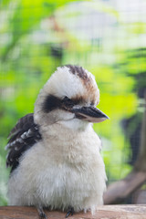 Blue-winged kookaburra kingfisher - Dacelo leachii