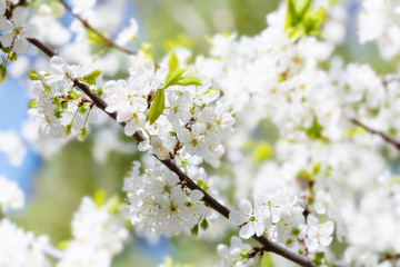 Obraz premium white cherry flowers on spring time