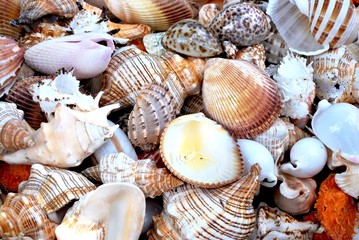 Hintergrund verschiede Muscheln