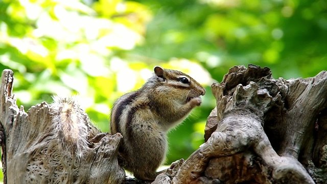 ひまわりの種を食べるエゾシマリス