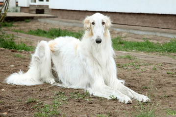 Borzoi (greyhound) dog