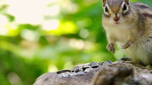 ひまわりの種を食べるエゾシマリス