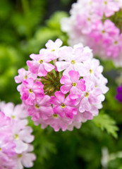 Naklejka premium pink flowers