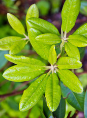 leaf closeup