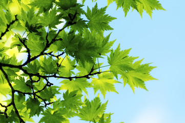 Maple Leaves