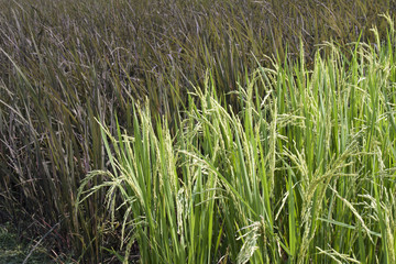 Black and white rice plant