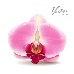 Fototapeta na wymiar Orchid różowy kwiat. ilustracji wektorowych
