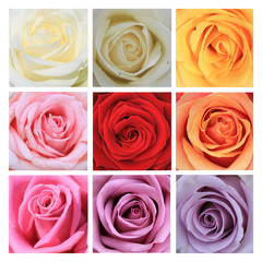 Nine roses collage