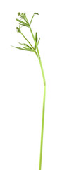 Fototapeta na wymiar Buttercup flower with bud not yet sprung, Ranunculus acris