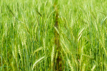 Green barley in farm with nature light