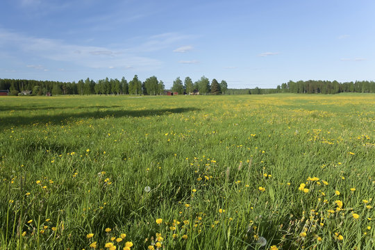 Swedish summer meadow with dandelions