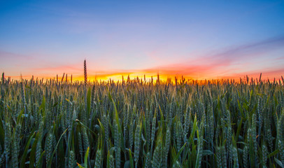 Sunrise and Wheat