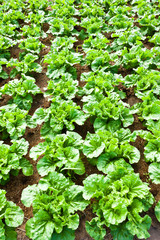 Fresh Chinese cabbage