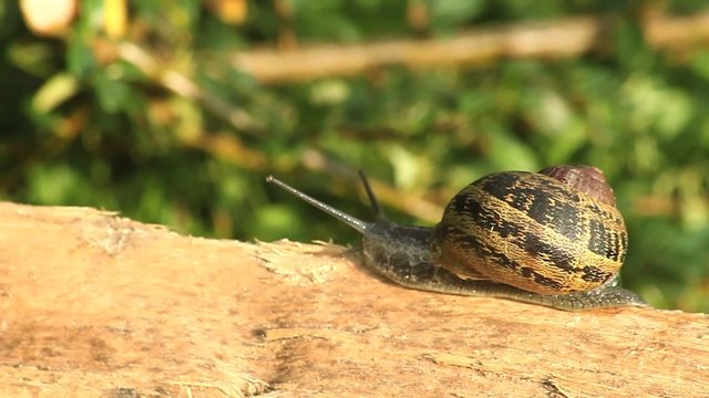 Escargot sur morceau de bois