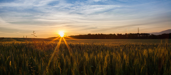 Wheat Field and Sunrise