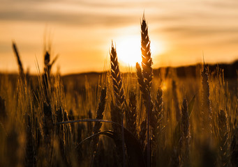 Wheat Stalk Silhouette