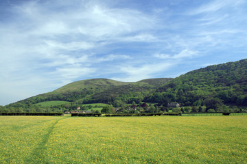 Buttercups in meadow outside Porlock in Exmoor