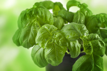 basil fresh growing abstract green