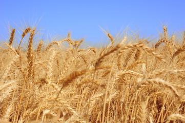 Wheat field