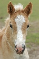 Fototapeta premium Haflinger-Fohlen