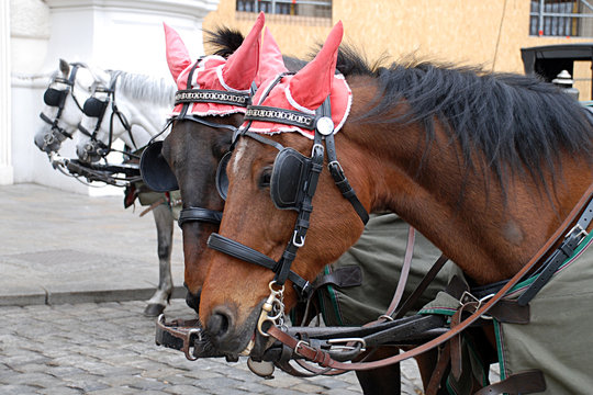 Fiakerpferde mit M&uuml;ckenschutz