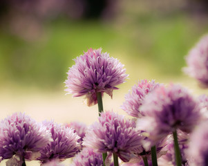 Fleurs de ciboulette
