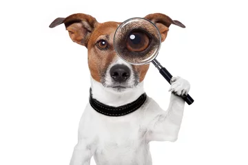 Fotobehang Grappige hond zoekende hond met vergrootglas