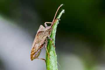 dock leaf bug, coreus marginatus