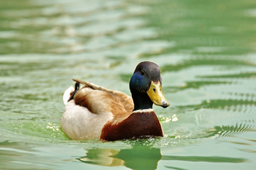 Stockente - Erpel