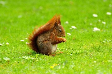 s&uuml;&szlig;es Eichh&ouml;rnchen