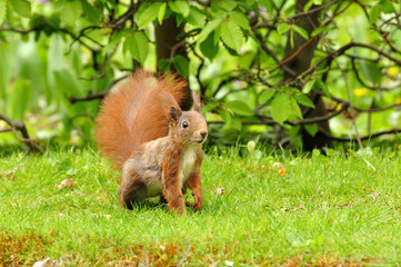 süßes Eichhörnchen