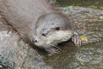 Fischotter 