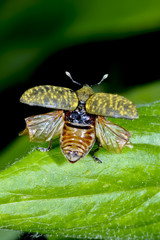 larinus sturnus, weevil