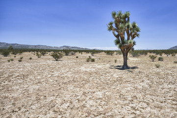 joshua tree