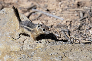 harris's antelope  ground squirrel