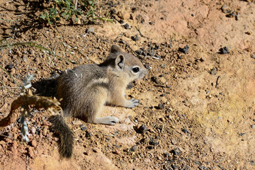 harris's antelope  ground squirrel