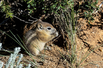 harris's antelope  ground squirrel