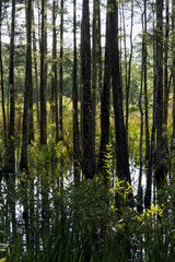 Dense folliage at a  florida swamp