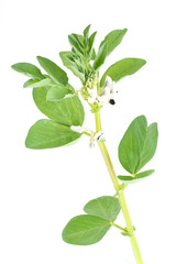Flowering branch of bean