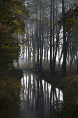 trees reflect in pond on a misty day